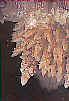 wpe253.jpg (2470 octets)